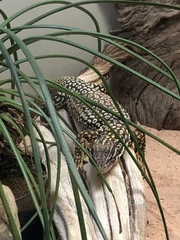 Varanus acanthurus