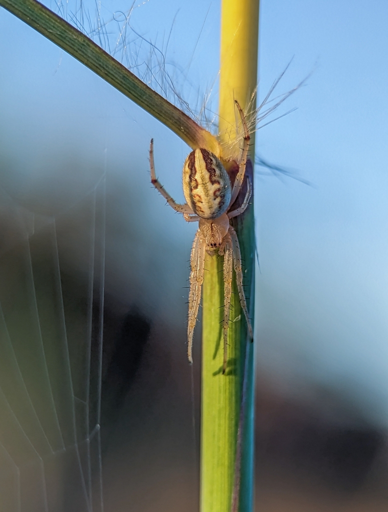 Grass Neoscona Spider