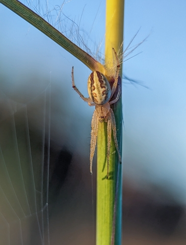 Grass Neoscona Spider