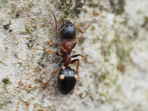 Dolichoderus quadripunctatus photo 3
