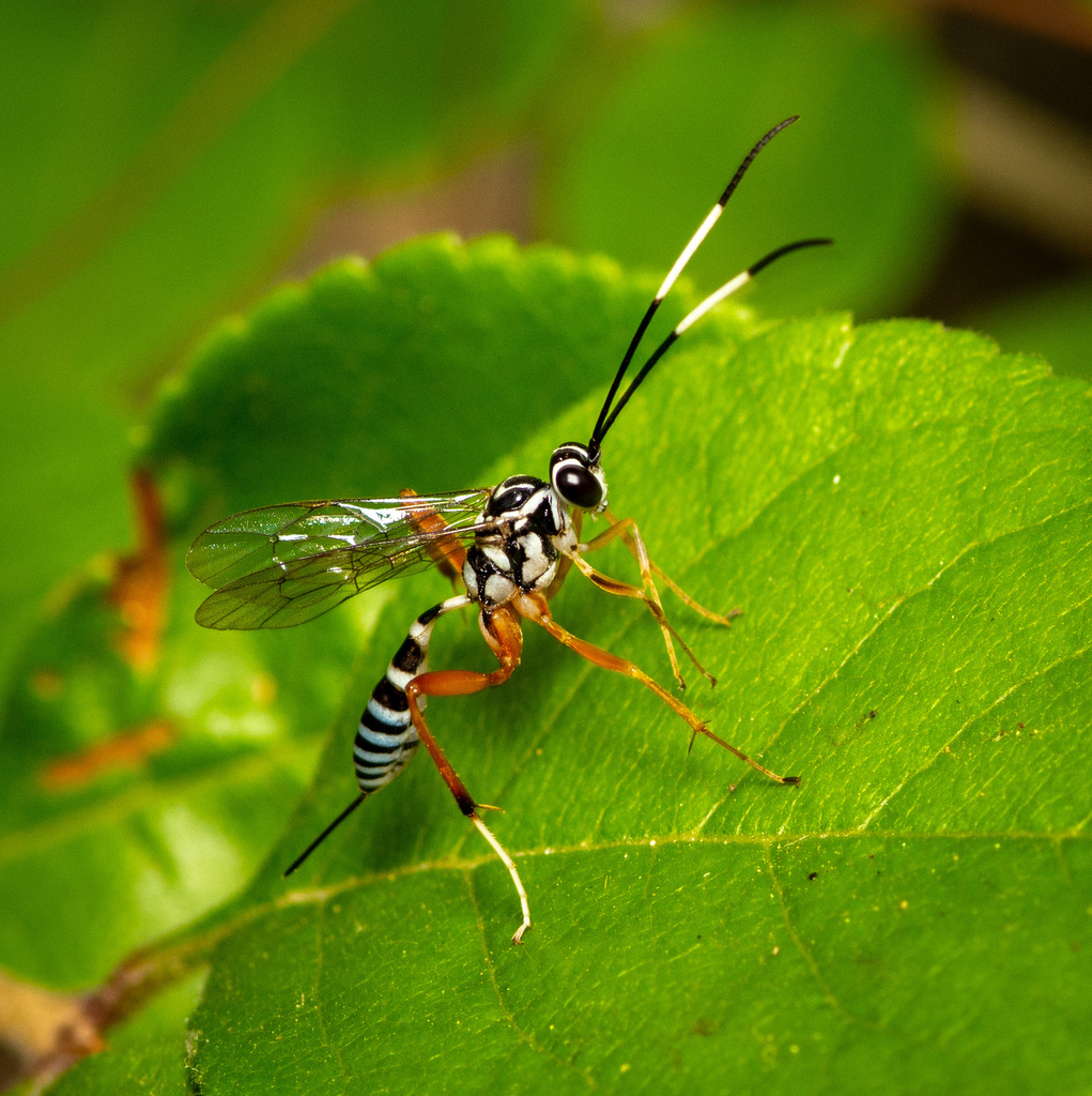 Messatoporus discoidalis