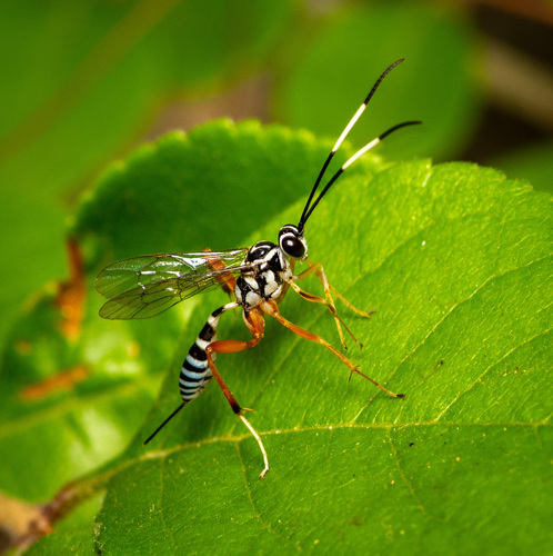Messatoporus discoidalis