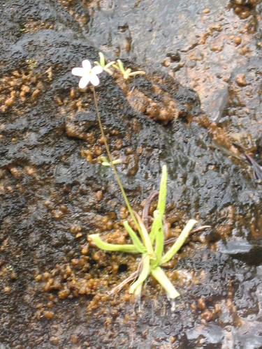 Cuban Butterwort