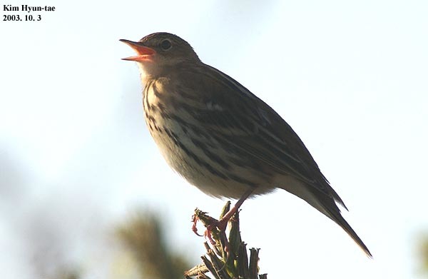 Pechora Pipit