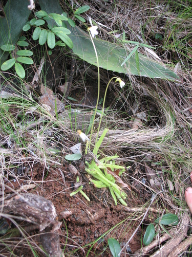 Pinguicula cubensis