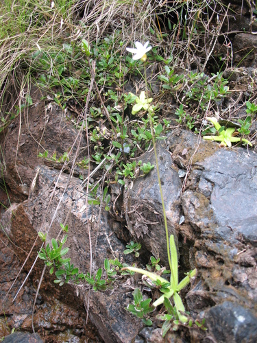 Pinguicula cubensis