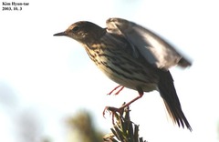 Anthus gustavi
