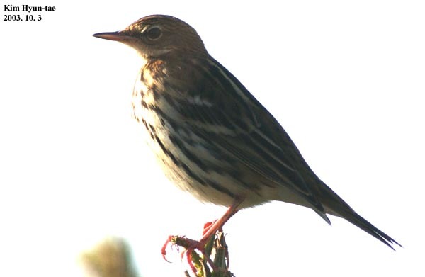Pechora Pipit