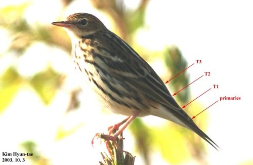 Pipit de la Petchora