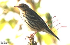 Anthus gustavi
