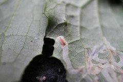 Phytomyza syngenesiae