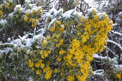 Senecio cinerarioides
