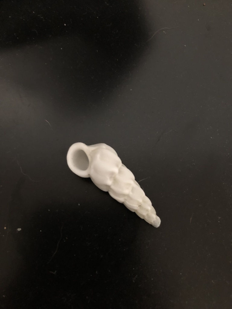 Boreal Wentletrap