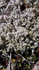 Racomitrium aciculare