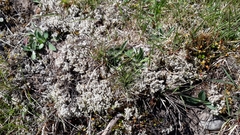 Racomitrium aciculare