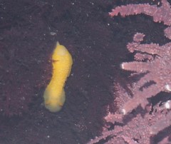 Doriopsilla albopunctata