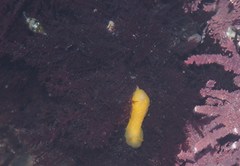 Doriopsilla albopunctata