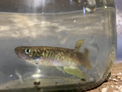 Killifish photo 3