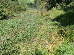 Hydrocotyle ranunculoides