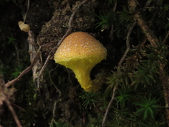 Pulveroboletus