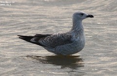 Larus argentatus mongolicus