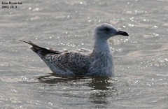 Larus argentatus mongolicus