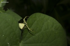 Misumenoides