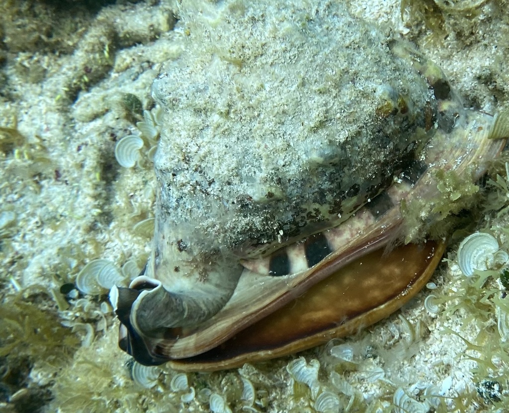 King Helmet Snail from Saint Barthélemy Channel on April 23, 2023 at 03 ...