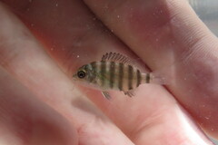 Sheepshead photo 5