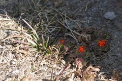 Castilleja tolucensis