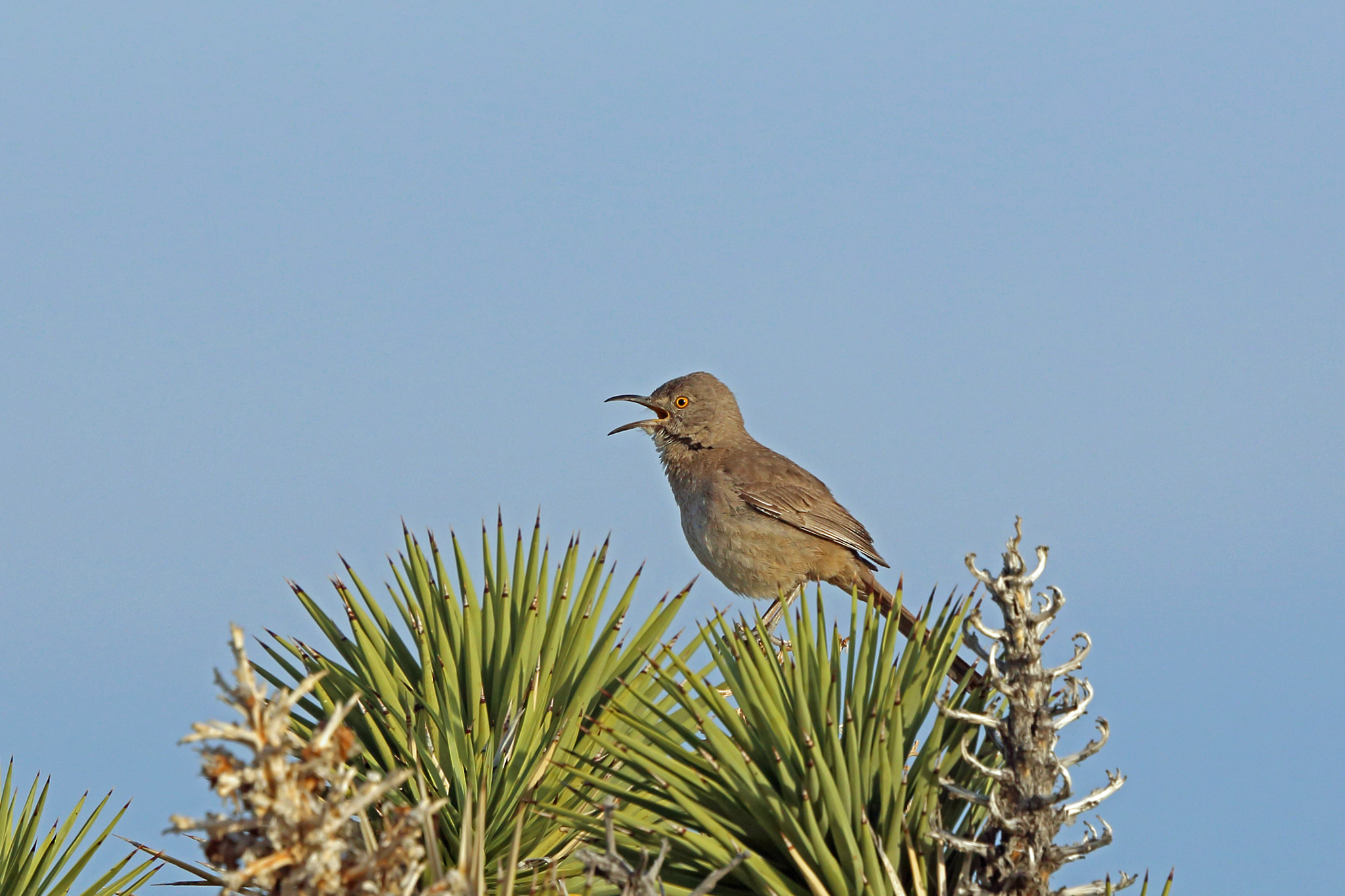 Bendire's Thrasher illustration