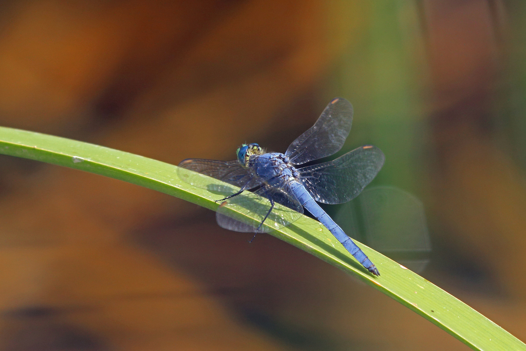Western Pondhawk