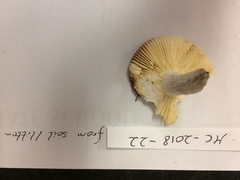 Russula rubriceps