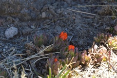 Castilleja tolucensis