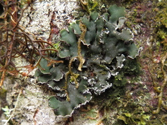 Erioderma sorediatum