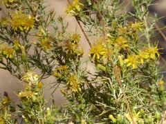 Ericameria linearifolia
