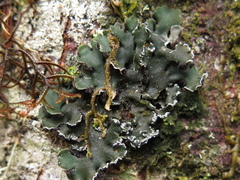 Erioderma sorediatum