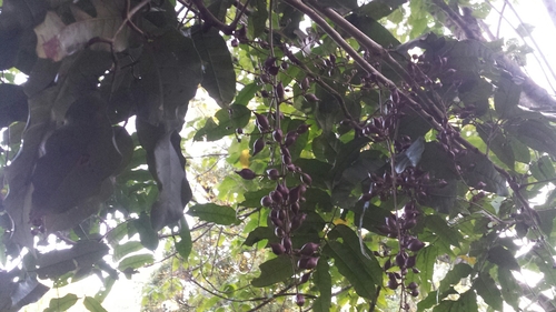 Sorindeia madagascariensis, photograph 6