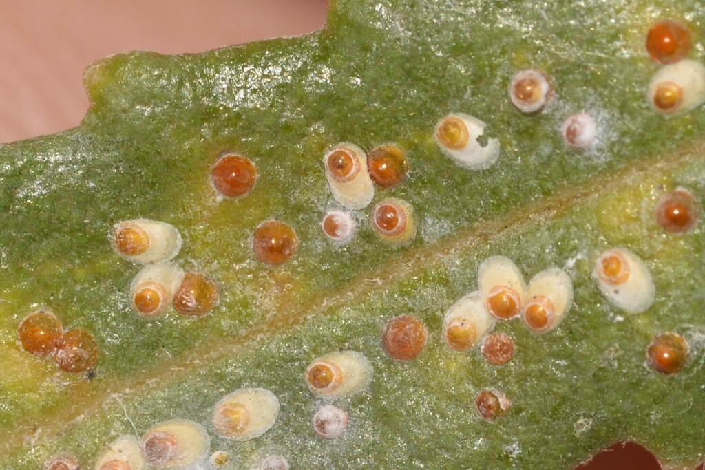 Aspidiotinae
