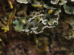 Erioderma sorediatum