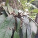 Sabicea diversifolia - Photo no rights reserved, uploaded by Romer Rabarijaona