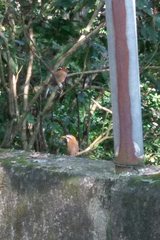 Pomatorhinus musicus