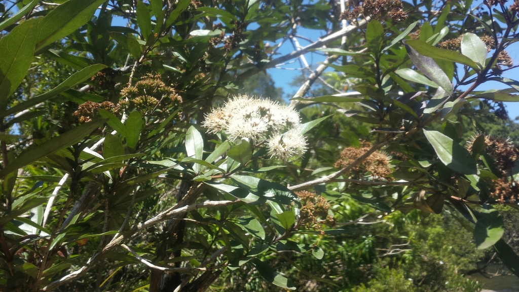 Nuxia involucrata