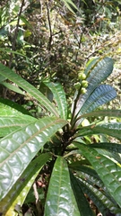 Conosapium madagascariense