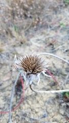 Wyethia angustifolia