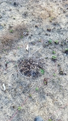 Wyethia angustifolia