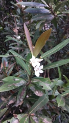 Peponidium