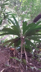 Dypsis mocquerysiana