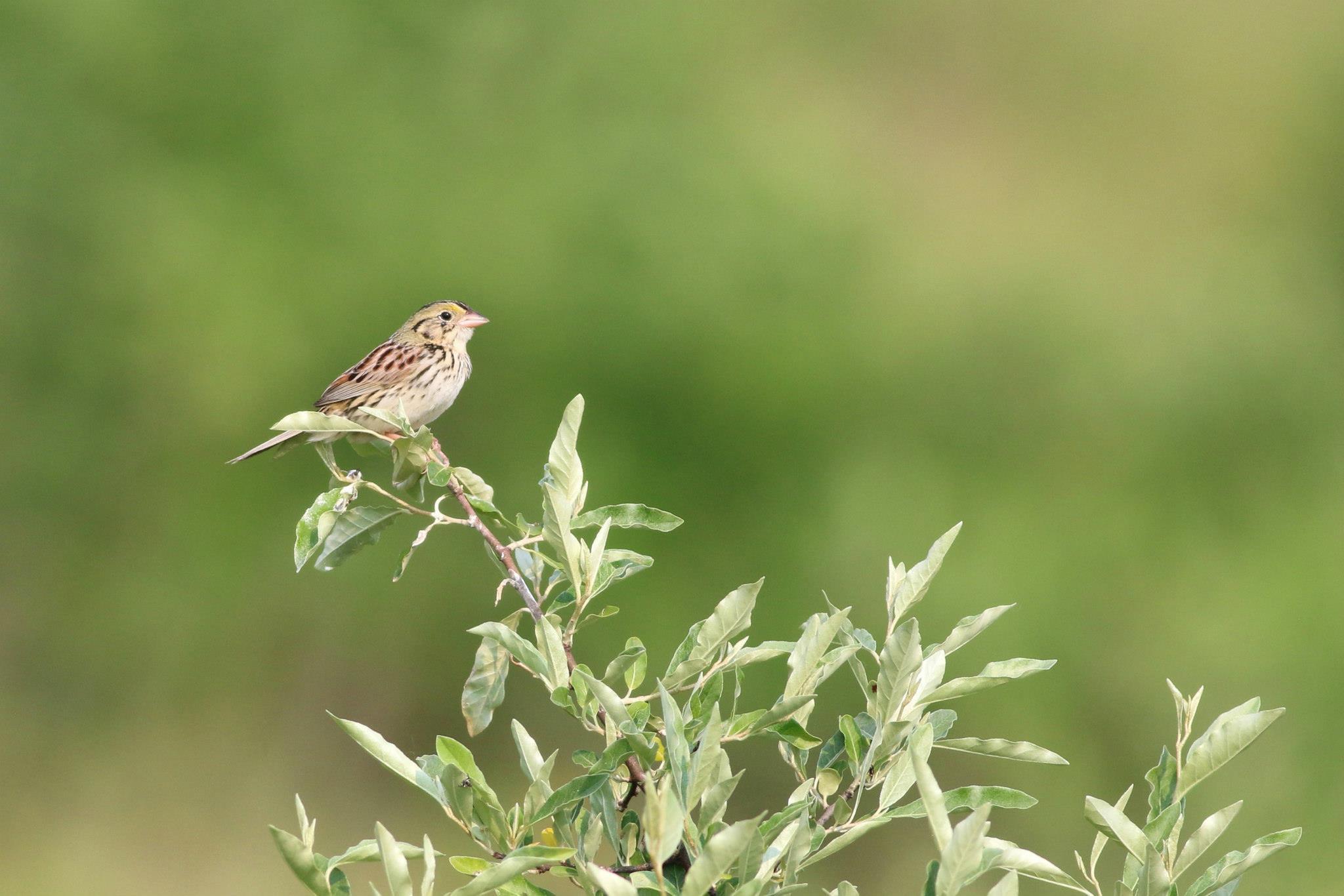 Henslow's Sparrow