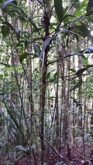 Dypsis forficifolia
